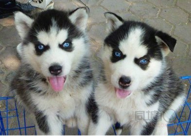 ��ʿ����Ȯ����Ǯһֻ ������2000��Ǯ��4000��Ǯ����