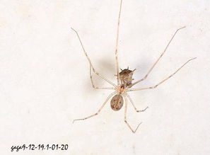 ������Ϊʲô���ܴ��� ���Էǳ����޿��Դ���