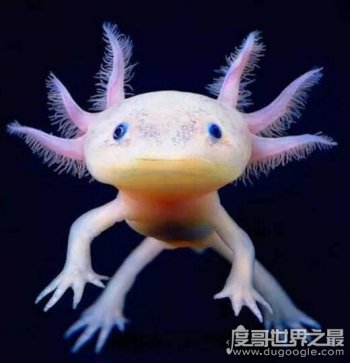 各种类的蝾螈图片大全 不要轻易触碰