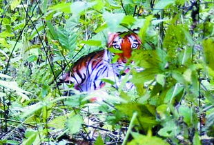 �粶��򾷸����׽�� Ŀǰ���޷��ɽ�ֹ��׽