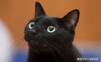 看见黑猫的禁忌 是一种辟邪镇宅植物
