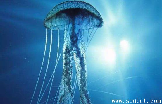 ����ˮĸ���Դ���� ��������ԭ����ʲô