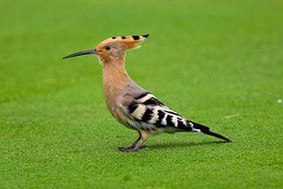 ��ʤ��������� ��ɫ�й��������