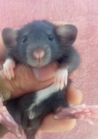 ��֦�������ж೤ һ������������