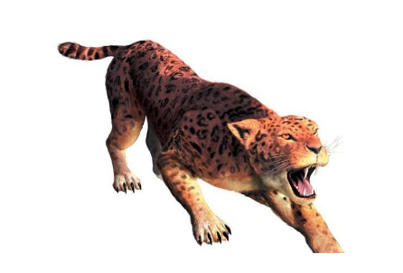 ��èΪʲô��� ��è���������Ϊʳ��