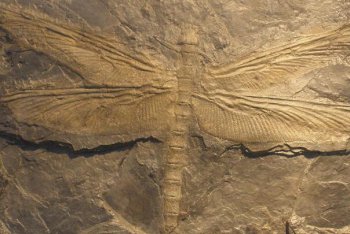 巨型古蜻蜓是什么 远古最大的蜻蜓
