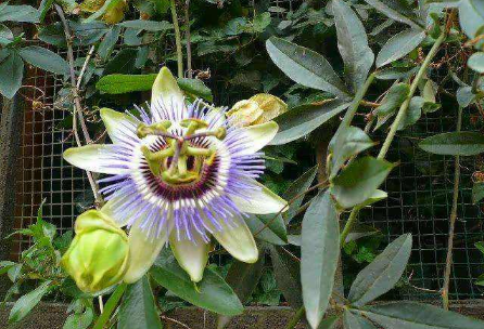 日轮花与黑蜘蛛的关系 日轮花为什么会吃人
