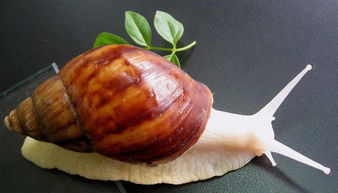 一亩能出10000斤草鱼吗 1000斤能卖大概5000块