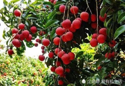 ��֦ʲôʱ����켾�� ����Ʒ����6��7�·ݵ�ʱ�����