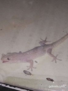 ��ˮ��Ϊʲô������� �ɳ�����ʳ��Ѱ����ż