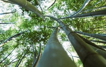 树和竹子的区别 竹子是草还是树