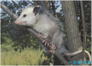 �й��и����� ������ʲô����