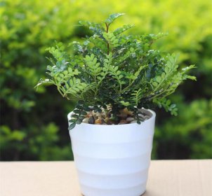 ����ľ�ڼ����мɻ��� ���ܷ�������.�����Ʋ�֮��