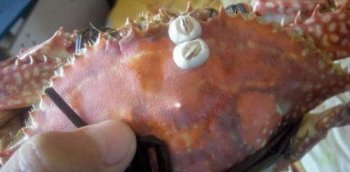 �ٺ��ܳ��� �Է��ܼ�