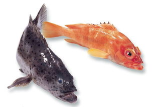 �ٺ��ܳ��� �Է��ܼ�