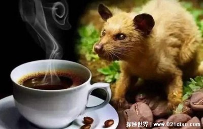 猫屎咖啡是怎么来的 麝香猫成最大受害者