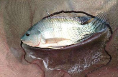 Ϊʲô�����˳��޷��� ��Ϊ���ǵ���ʳƷ��ȫ