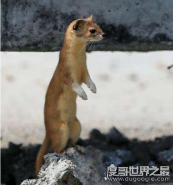 黄鼠狼拜月的科学解释 一起看看民间的传闻
