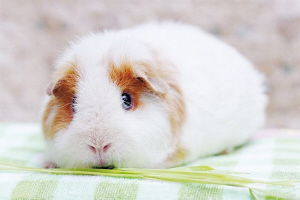 ������ͺ�������������ʲô ������������