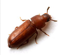 ��ʭ����ʲô ���¸���ɹ�͸�����