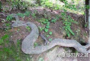 广西桂平挖蛇事件 16.7米长的大蛇究竟是真是假呢