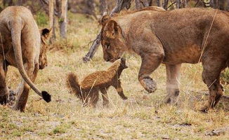 è��Ϊʲô���¶��� �Ը�������Ⱥ�����֮