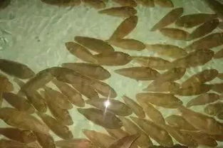 ��ɳ���ǵ�ˮ�㻹�Ǻ�ˮ�� ��ɳ���ǵ�ˮ��ֳ������