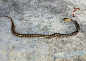 �����߻ᱨӦ������ ʧ��������ɱ�Ӧ����������