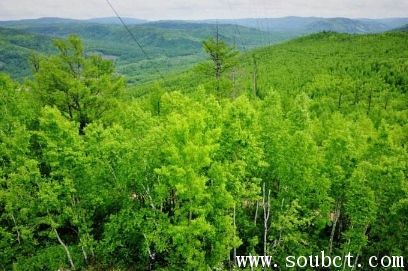 1987���˰�����־��� �й�����ɭ��