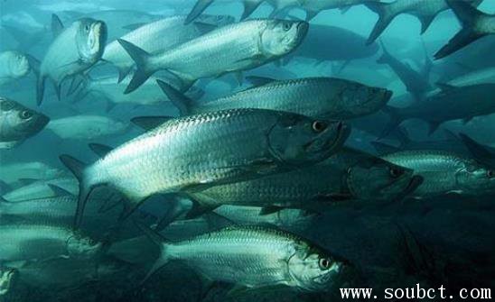 大海鲢吃人吗 世界上游最快的鱼