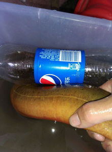 �������о綾�ܳ��� ������ʳ��ʳ�ú������