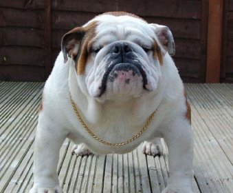 ����Ȯ�۸����Ǯһֻ ���Ｖ�����2000��6000һֻ