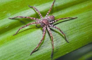 白额高脚蛛怎么养 饲养白额高脚蛛十分简单