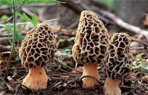 ��Ǿ��Ĺ�Ч������ ��Ч���Ƿǳ�ȫ���