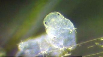 ˮ�ܳ�������ʲô ˮ�ܳ����û�����