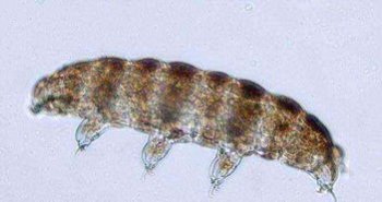 ˮ�ܳ�������ʲô ˮ�ܳ����û�����