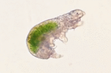 ˮ�ܳ�������ʲô ˮ�ܳ����û�����