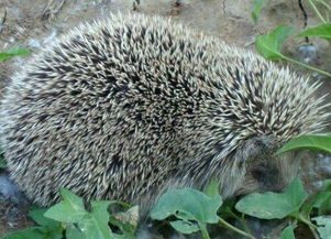 �����Ϊʲô������ ��һ�ֵ���������ɵĶ���