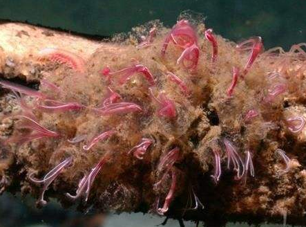 ʳ�������Σ���� ʳ����治�᳤������