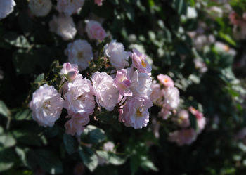 世界上最美的花是什么花 第一名最美的花是紫罗兰