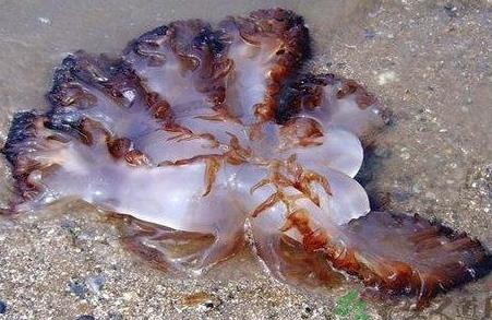 ������ˮĸ�� �����Ƕ��ﻹ��ֲ��