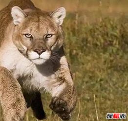 残暴狮打得过剑齿虎么 巨型体重的残暴狮打得过剑齿虎