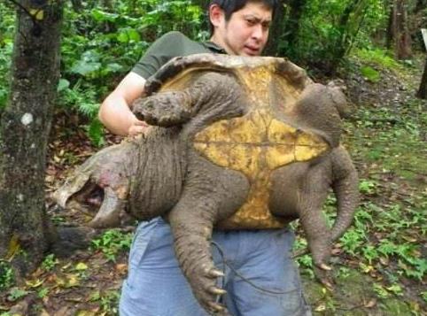 大鳄龟能长多大 可以长到70-80厘米左