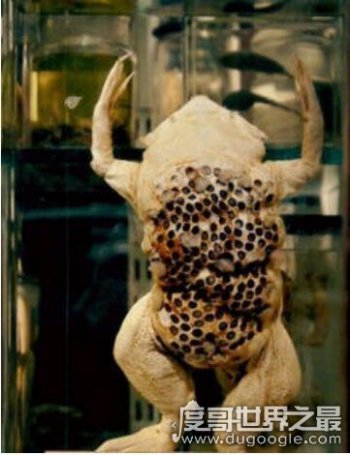 恶心的琵琶蟾蜍(负子蟾)图片