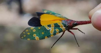 ���ۼ�һֻ����Ԫ ������300Ԫһ��