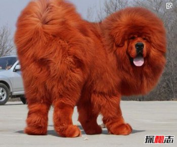 狗寿命相当于人类多少 世界上寿命最长的狗排名