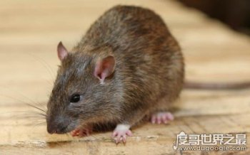 老鼠变成蝙蝠过程是真的吗 只是一个谣言