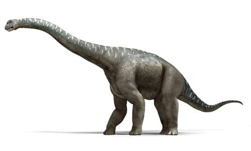 阿根廷龙和腕龙的区别 是肉食动物吗