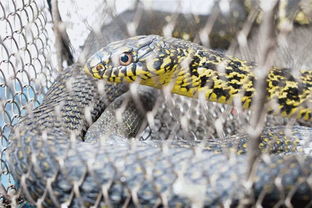 ���Ĵ������ж�� �峤�ɴﵽ2.5��