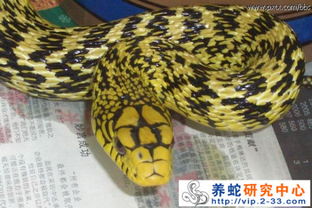 ���Ĵ������ж�� �峤�ɴﵽ2.5��